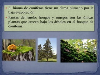  El bioma de coníferas tiene un clima húmedo por la
baja evaporación.
 Pantas del suelo: hongos y musgos son las únicas
plantas que crecen bajo los árboles en el bosque de
coníferas.
 