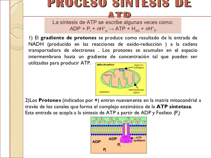 Expo Sinstesis de ATP