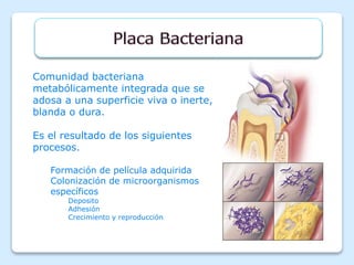 Comunidad bacteriana
metabólicamente integrada que se
adosa a una superficie viva o inerte,
blanda o dura.
Es el resultado de los siguientes
procesos.
Formación de película adquirida
Colonización de microorganismos
específicos
Deposito
Adhesión
Crecimiento y reproducción
 
