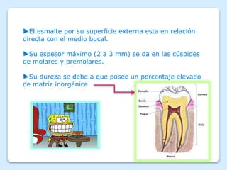 ►El esmalte por su superficie externa esta en relación
directa con el medio bucal.
►Su espesor máximo (2 a 3 mm) se da en las cúspides
de molares y premolares.
►Su dureza se debe a que posee un porcentaje elevado
de matriz inorgánica.
 