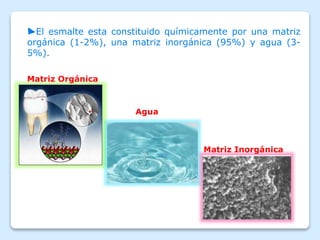 ►El esmalte esta constituido químicamente por una matriz
orgánica (1-2%), una matriz inorgánica (95%) y agua (3-
5%).
Matriz Orgánica
Agua
Matriz Inorgánica
 
