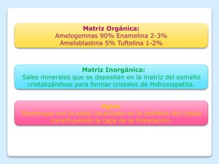 Matriz Orgánica:
Amelogeninas 90% Enamelina 2-3%
Ameloblastina 5% Tuftelina 1-2%
Matriz Inorgánica:
Sales minerales que se depositan en la matriz del esmalte
cristalizándose para formar cristales de Hidroxiapatita.
Agua:
Disminuye con la edad, localizada en la periferia del cristal
constituyendo la capa de la hidratación.
 