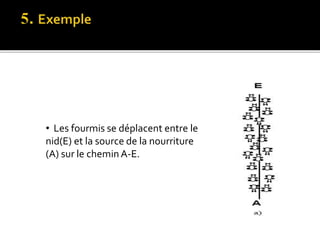• Les fourmis se déplacent entre le
nid(E) et la source de la nourriture
(A) sur le chemin A-E.
 