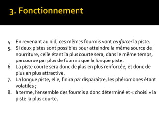 4. En revenant au nid, ces mêmes fourmis vont renforcer la piste.
5. Si deux pistes sont possibles pour atteindre la même source de
nourriture, celle étant la plus courte sera, dans le même temps,
parcourue par plus de fourmis que la longue piste.
6. La piste courte sera donc de plus en plus renforcée, et donc de
plus en plus attractive.
7. La longue piste, elle, finira par disparaître, les phéromones étant
volatiles ;
8. à terme, l’ensemble des fourmis a donc déterminé et « choisi » la
piste la plus courte.
 