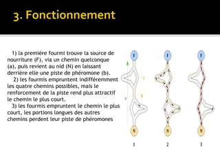 1) la première fourmi trouve la source de
nourriture (F), via un chemin quelconque
(a), puis revient au nid (N) en laissant
derrière elle une piste de phéromone (b).
2) les fourmis empruntent indifféremment
les quatre chemins possibles, mais le
renforcement de la piste rend plus attractif
le chemin le plus court.
3) les fourmis empruntent le chemin le plus
court, les portions longues des autres
chemins perdent leur piste de phéromones
 
