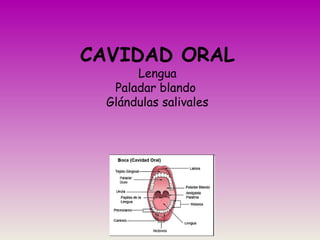 CAVIDAD ORAL
Lengua
Paladar blando
Glándulas salivales
 