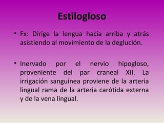 • Fx: Dirige la lengua hacia arriba y atrás
asistiendo al movimiento de la deglución.
• Inervado por el nervio hipogloso,
proveniente del par craneal XII. La
irrigación sanguínea proviene de la arteria
lingual rama de la arteria carótida externa
y de la vena lingual.
Estilogloso
 