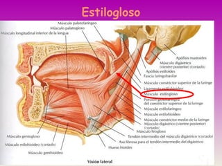 Estilogloso
 