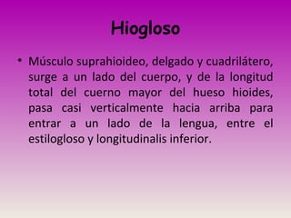 Hiogloso
• Músculo suprahioideo, delgado y cuadrilátero,
surge a un lado del cuerpo, y de la longitud
total del cuerno mayor del hueso hioides,
pasa casi verticalmente hacia arriba para
entrar a un lado de la lengua, entre el
estilogloso y longitudinalis inferior.
 