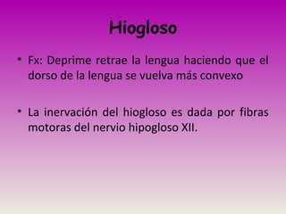 Hiogloso
• Fx: Deprime retrae la lengua haciendo que el
dorso de la lengua se vuelva más convexo
• La inervación del hiogloso es dada por fibras
motoras del nervio hipogloso XII.
 