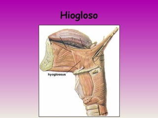 Hiogloso
 