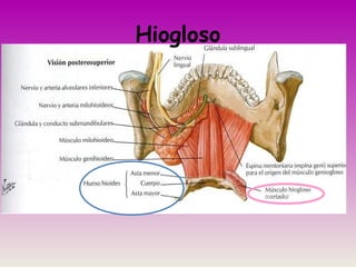Hiogloso
 