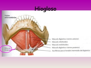Hiogloso
 