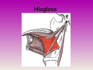 Hiogloso
 