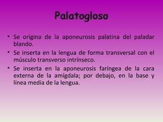 Palatogloso
• Se origina de la aponeurosis palatina del paladar
blando.
• Se inserta en la lengua de forma transversal con el
músculo transverso intrínseco.
• Se inserta en la aponeurosis faríngea de la cara
externa de la amígdala; por debajo, en la base y
línea media de la lengua.
 