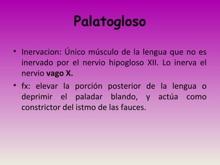 Palatogloso
• Inervacion: Único músculo de la lengua que no es
inervado por el nervio hipogloso XII. Lo inerva el
nervio vago X.
• fx: elevar la porción posterior de la lengua o
deprimir el paladar blando, y actúa como
constrictor del istmo de las fauces.
 