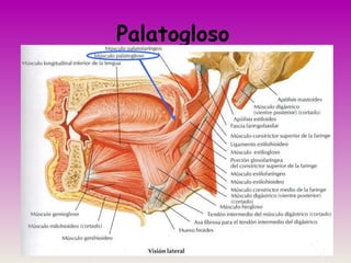 Palatogloso
 