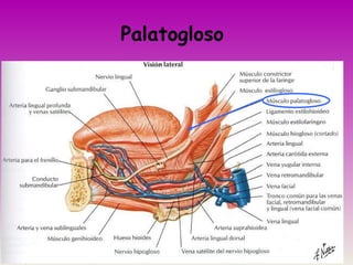 Palatogloso
 