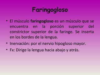 Faringogloso
• El músculo faringogloso es un músculo que se
encuentra en la porción superior del
constrictor superior de la faringe. Se inserta
en los bordes de la lengua.
• Inervación: por el nervio hipogloso mayor.
• Fx: Dirige la lengua hacia abajo y atrás.
 