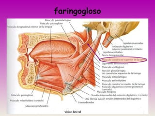 faringogloso
 