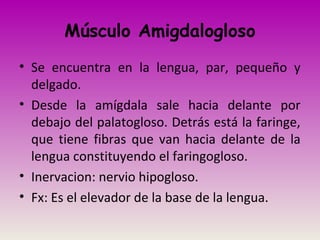 Músculo Amigdalogloso
• Se encuentra en la lengua, par, pequeño y
delgado.
• Desde la amígdala sale hacia delante por
debajo del palatogloso. Detrás está la faringe,
que tiene fibras que van hacia delante de la
lengua constituyendo el faringogloso.
• Inervacion: nervio hipogloso.
• Fx: Es el elevador de la base de la lengua.
 