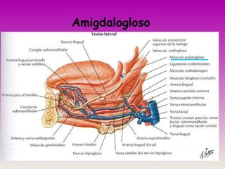 Amigdalogloso
 