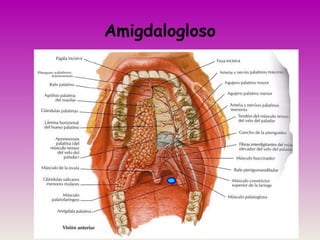 Amigdalogloso
 