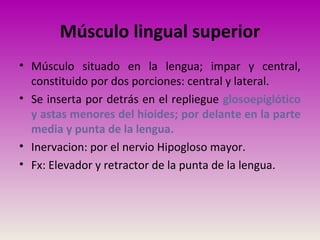 Músculo lingual superior
• Músculo situado en la lengua; impar y central,
constituido por dos porciones: central y lateral.
• Se inserta por detrás en el repliegue glosoepiglótico
y astas menores del hioides; por delante en la parte
media y punta de la lengua.
• Inervacion: por el nervio Hipogloso mayor.
• Fx: Elevador y retractor de la punta de la lengua.
 