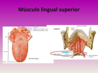 Músculo lingual superior
 