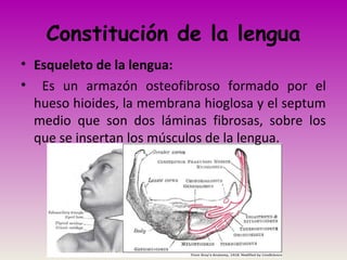 Constitución de la lengua
• Esqueleto de la lengua:
• Es un armazón osteofibroso formado por el
hueso hioides, la membrana hioglosa y el septum
medio que son dos láminas fibrosas, sobre los
que se insertan los músculos de la lengua.
 