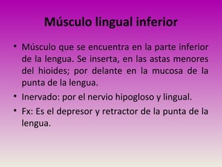 Músculo lingual inferior
• Músculo que se encuentra en la parte inferior
de la lengua. Se inserta, en las astas menores
del hioides; por delante en la mucosa de la
punta de la lengua.
• Inervado: por el nervio hipogloso y lingual.
• Fx: Es el depresor y retractor de la punta de la
lengua.
 