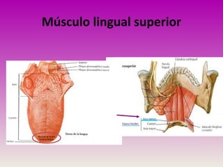 Músculo lingual superior
Mucosa de la pun
ta de la lengua
 