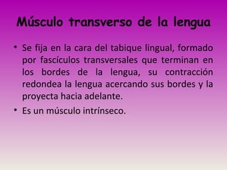 Músculo transverso de la lengua
• Se fija en la cara del tabique lingual, formado
por fascículos transversales que terminan en
los bordes de la lengua, su contracción
redondea la lengua acercando sus bordes y la
proyecta hacia adelante.
• Es un músculo intrínseco.
 