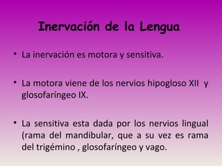 Inervación de la Lengua
• La inervación es motora y sensitiva.
• La motora viene de los nervios hipogloso XII y
glosofaríngeo IX.
• La sensitiva esta dada por los nervios lingual
(rama del mandibular, que a su vez es rama
del trigémino , glosofaríngeo y vago.
 