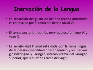 Inervación de la Lengua
• La sensación del gusto de los dos tercios anteriores
es conducida por la rama del nervio facial VII
• El tercio posterior, por los nervios glosofaríngeo IX y
vago X.
• La sensibilidad lingual está dada por la rama lingual
de la división mandibular del trigémino y los nervios
glosofaríngeo y laríngeo interno (rama del laringeo
superior, que a su vez es rama del vago).
 