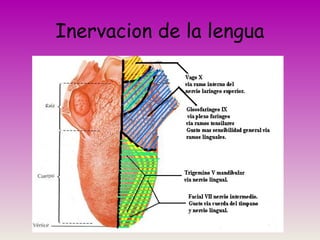 Inervacion de la lengua
 