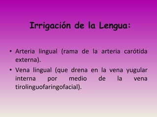 Irrigación de la Lengua:
• Arteria lingual (rama de la arteria carótida
externa).
• Vena lingual (que drena en la vena yugular
interna por medio de la vena
tirolinguofaringofacial).
 