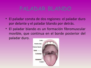 PALADAR BLANDO
• El paladar consta de dos regiones: el paladar duro
por delante y el paladar blando por detrás.
• El paladar blando es un formación fibromuscular
movible, que continua en el borde posterior del
paladar duro.
 