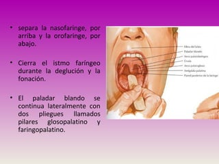 • separa la nasofaringe, por
arriba y la orofaringe, por
abajo.
• Cierra el istmo faríngeo
durante la deglución y la
fonación.
• El paladar blando se
continua lateralmente con
dos pliegues llamados
pilares glosopalatino y
faringopalatino.
 