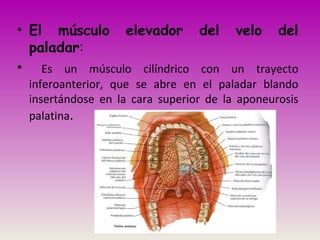 • El músculo elevador del velo del
paladar:
• Es un músculo cilíndrico con un trayecto
inferoanterior, que se abre en el paladar blando
insertándose en la cara superior de la aponeurosis
palatina.
 