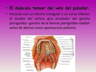 • El músculo tensor del velo del paladar:
• músculo con un vientre triangular y un curso inferior;
el tendón del vértice gira alrededor del gancho
pterigoideo -gancho de la lámina pterigoidea medial-
antes de abrirse como aponeurosis palatina.
 