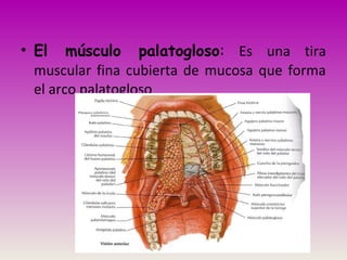 • El músculo palatogloso: Es una tira
muscular fina cubierta de mucosa que forma
el arco palatogloso
 