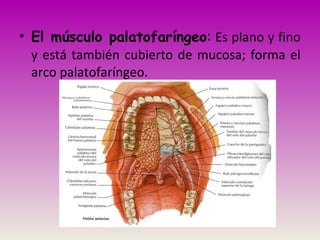 • El músculo palatofaríngeo: Es plano y fino
y está también cubierto de mucosa; forma el
arco palatofaríngeo.
 