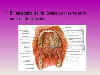 • El músculo de la úvula: Se inserta en la
mucosa de la úvula.
 