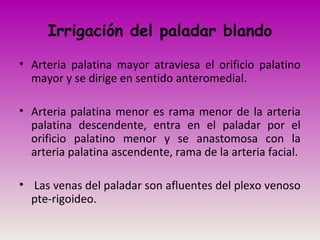 Irrigación del paladar blando
• Arteria palatina mayor atraviesa el orificio palatino
mayor y se dirige en sentido anteromedial.
• Arteria palatina menor es rama menor de la arteria
palatina descendente, entra en el paladar por el
orificio palatino menor y se anastomosa con la
arteria palatina ascendente, rama de la arteria facial.
• Las venas del paladar son afluentes del plexo venoso
pte-rigoideo.
 