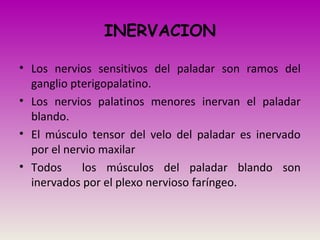 • Los nervios sensitivos del paladar son ramos del
ganglio pterigopalatino.
• Los nervios palatinos menores inervan el paladar
blando.
• El músculo tensor del velo del paladar es inervado
por el nervio maxilar
• Todos los músculos del paladar blando son
inervados por el plexo nervioso faríngeo.
INERVACION
 
