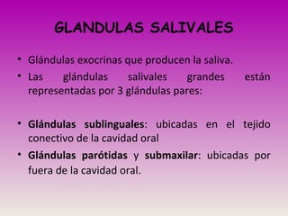 GLANDULAS SALIVALES
• Glándulas exocrinas que producen la saliva.
• Las glándulas salivales grandes están
representadas por 3 glándulas pares:
• Glándulas sublinguales: ubicadas en el tejido
conectivo de la cavidad oral
• Glándulas parótidas y submaxilar: ubicadas por
fuera de la cavidad oral.
 