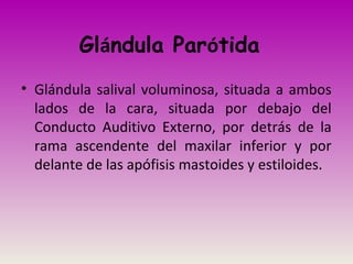 Glándula Parótida
• Glándula salival voluminosa, situada a ambos
lados de la cara, situada por debajo del
Conducto Auditivo Externo, por detrás de la
rama ascendente del maxilar inferior y por
delante de las apófisis mastoides y estiloides.
 