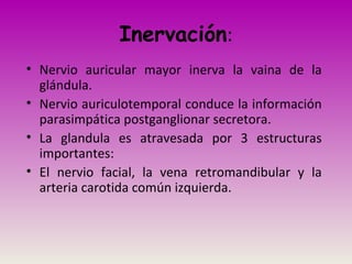 Inervación:
• Nervio auricular mayor inerva la vaina de la
glándula.
• Nervio auriculotemporal conduce la información
parasimpática postganglionar secretora.
• La glandula es atravesada por 3 estructuras
importantes:
• El nervio facial, la vena retromandibular y la
arteria carotida común izquierda.
 