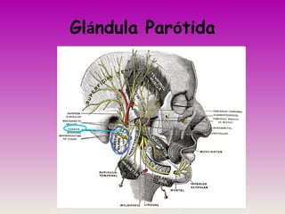 Glándula Parótida
 